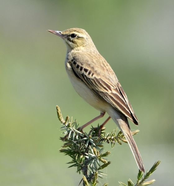 Calandro (Anthus campestris)